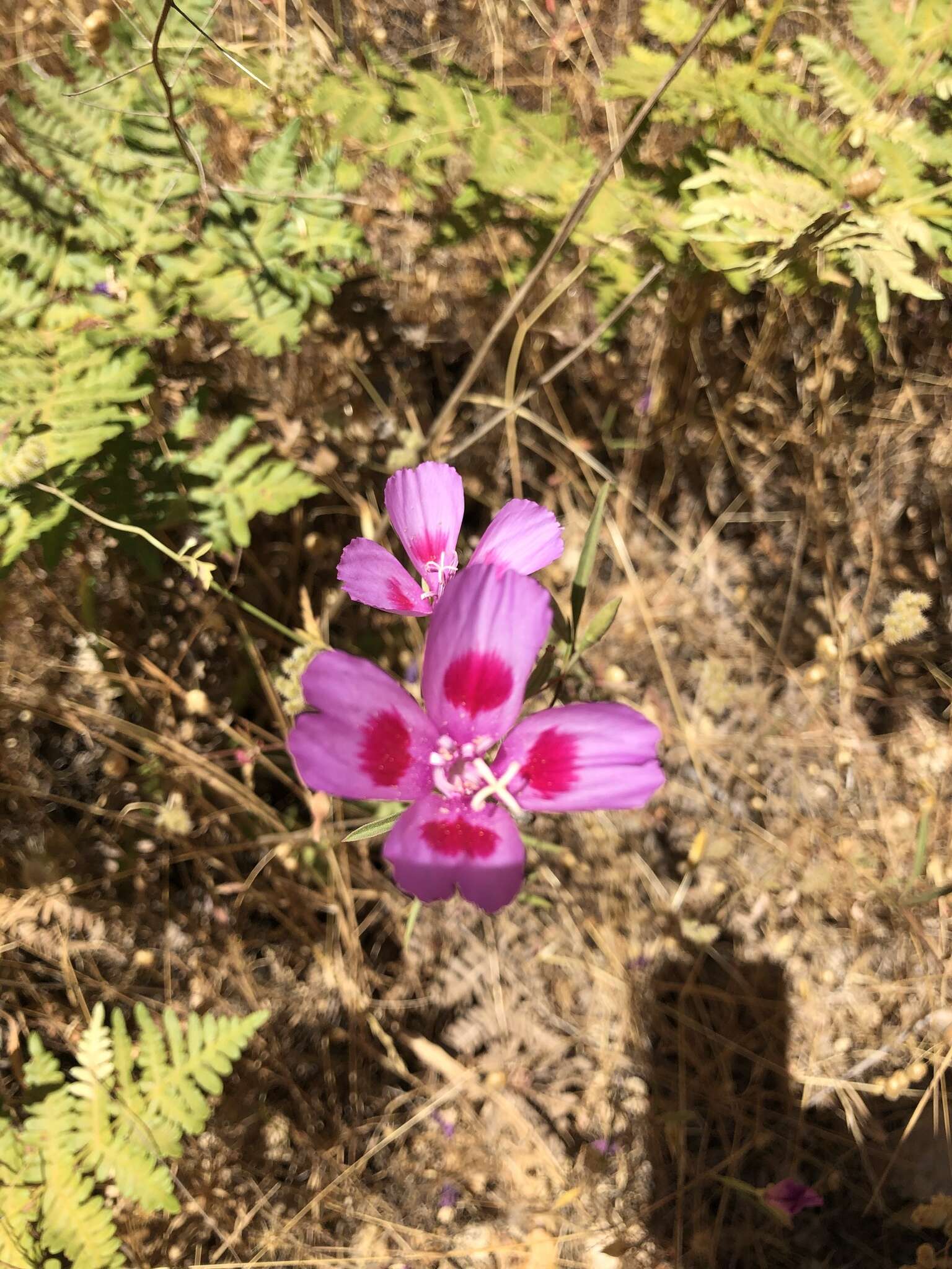 Imagem de Clarkia gracilis subsp. sonomensis (C. L. Bitchc.) F. H. Lewis & M. E. Lewis