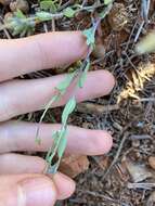 Imagem de Rhodanthe stricta (Lindl.) P. G. Wilson