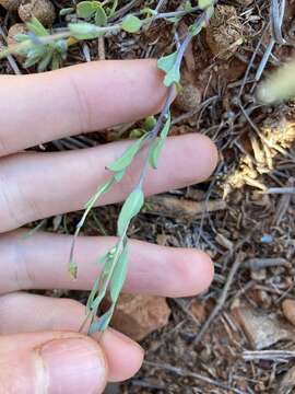 صورة Rhodanthe stricta (Lindl.) P. G. Wilson