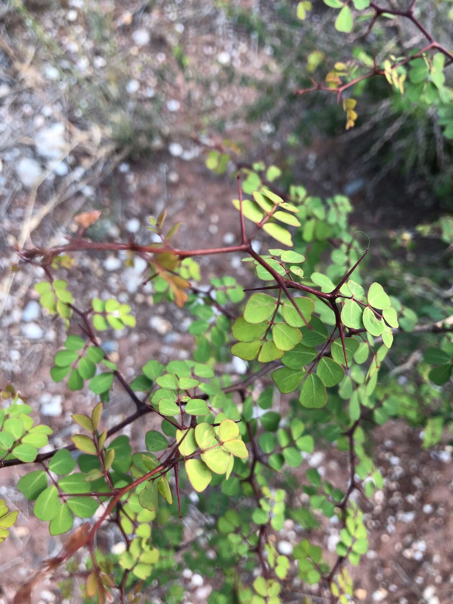 Image of haematoxylum