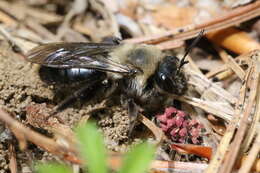 Imagem de Andrena regularis Malloch 1917