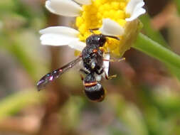 Imagem de Leptochilus eatoni gomerensis Giordani Soika 1974