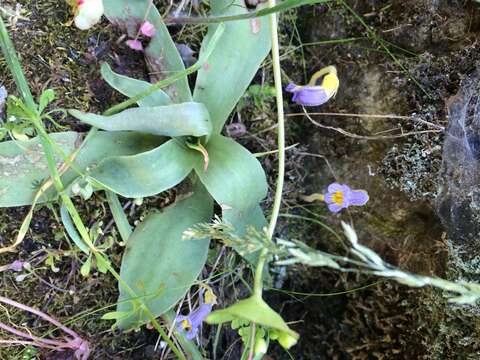 Imagem de Aphyllon purpureum (A. Heller) J. Holub