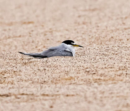 Image of Peruvian Tern