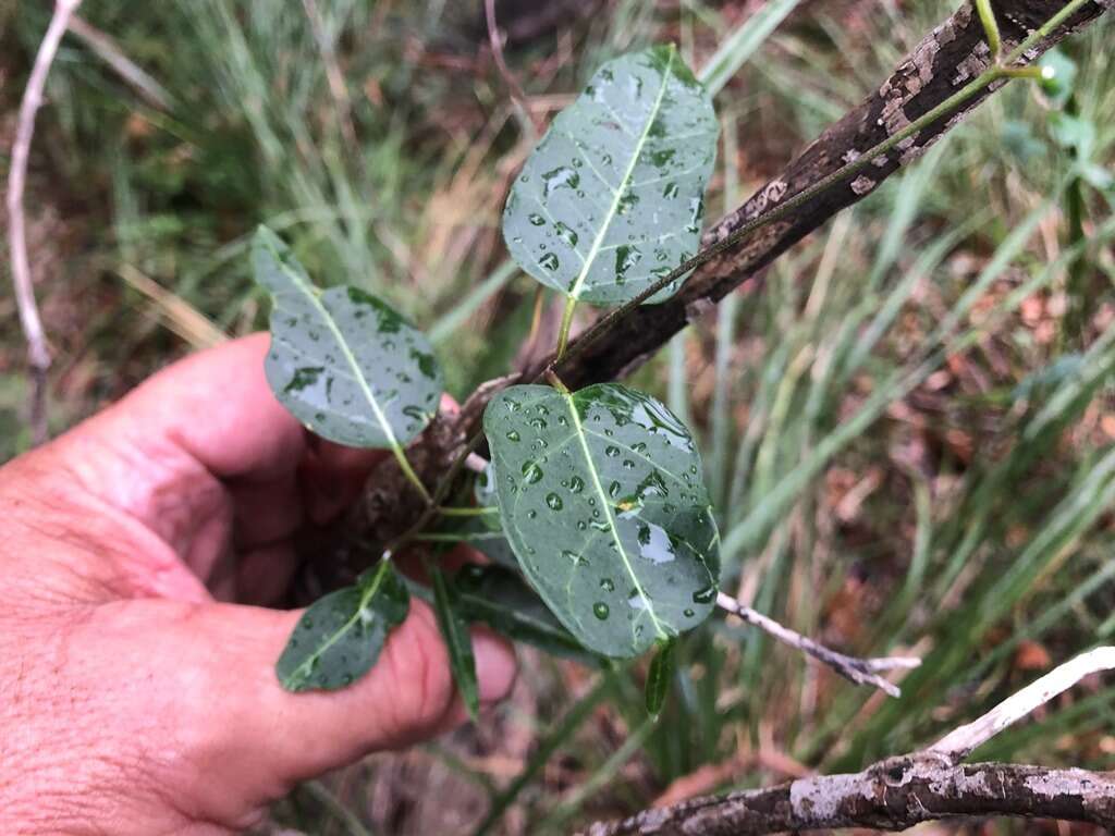 Image of Leichhardtia rostrata (R. Br.) P. I. Forst.