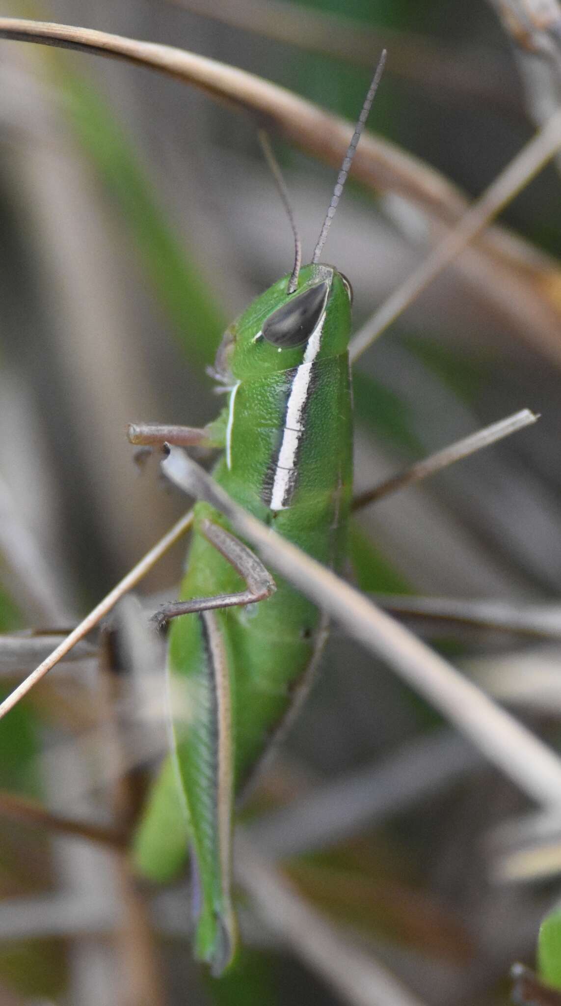 Слика од Aptenopedes sphenarioides Scudder & S. H. 1878