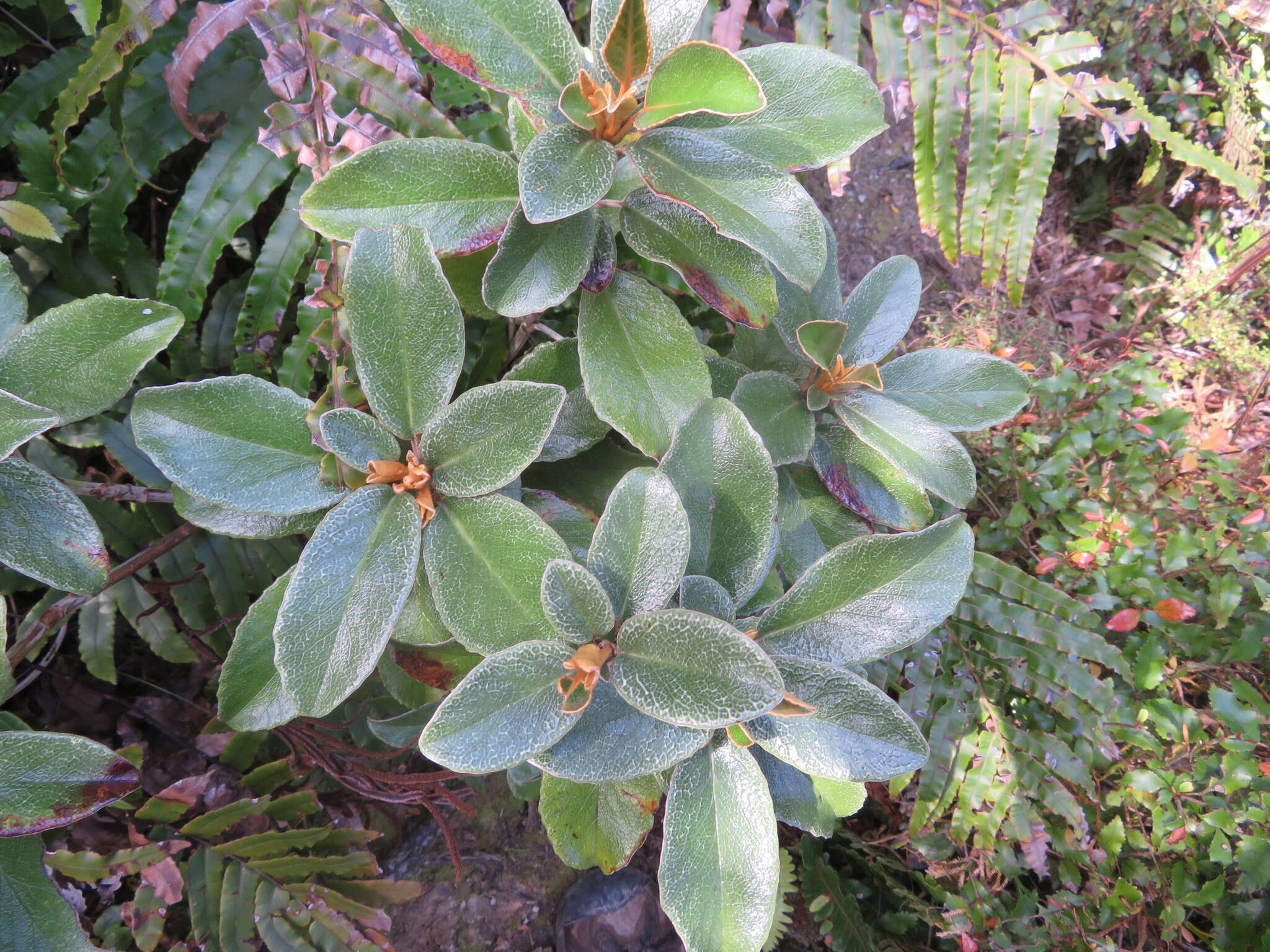 Image de Brachyglottis elaeagnifolia (Hook. fil.) B. Nord.