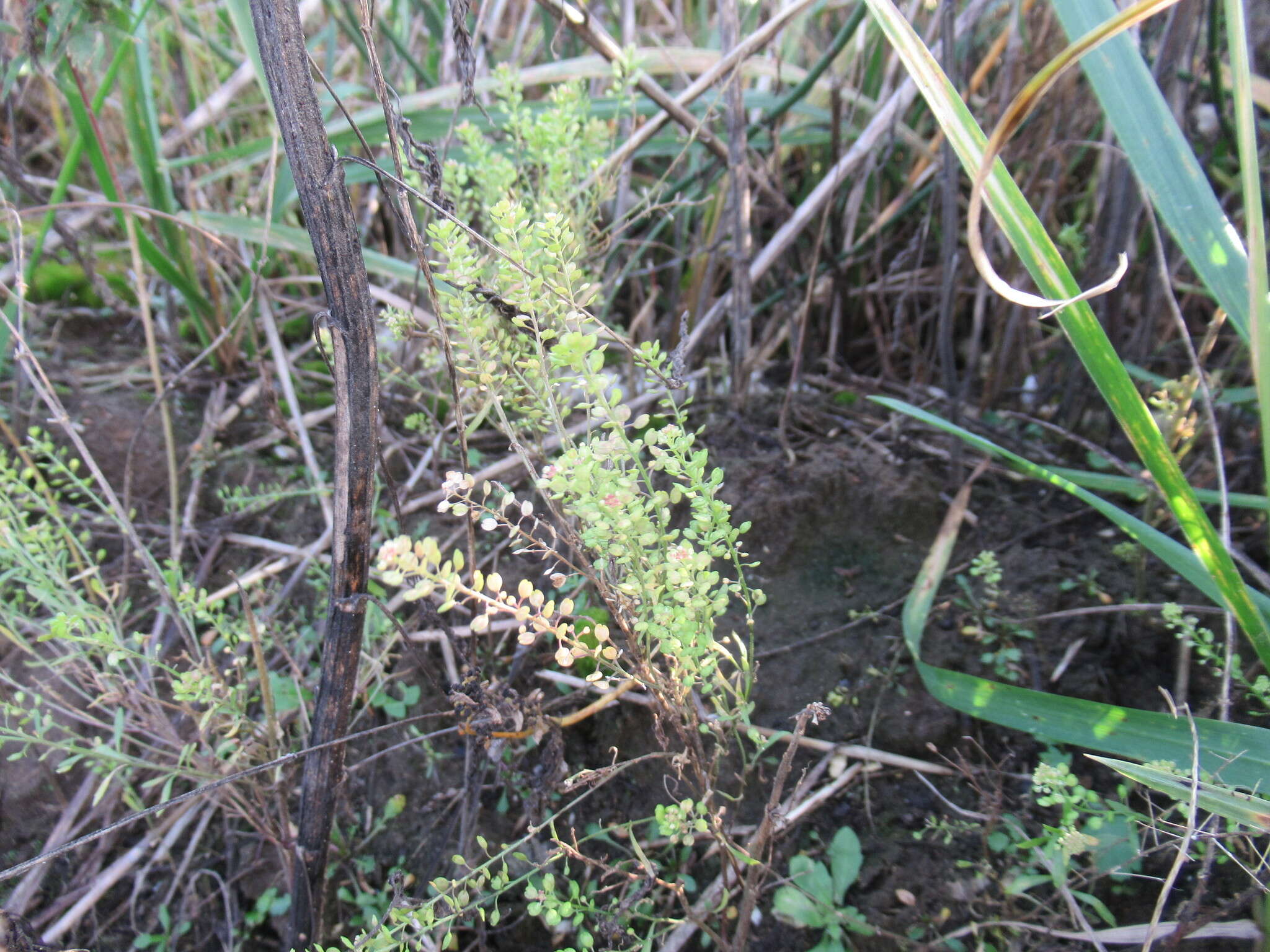 Lepidium apetalum Willd. resmi