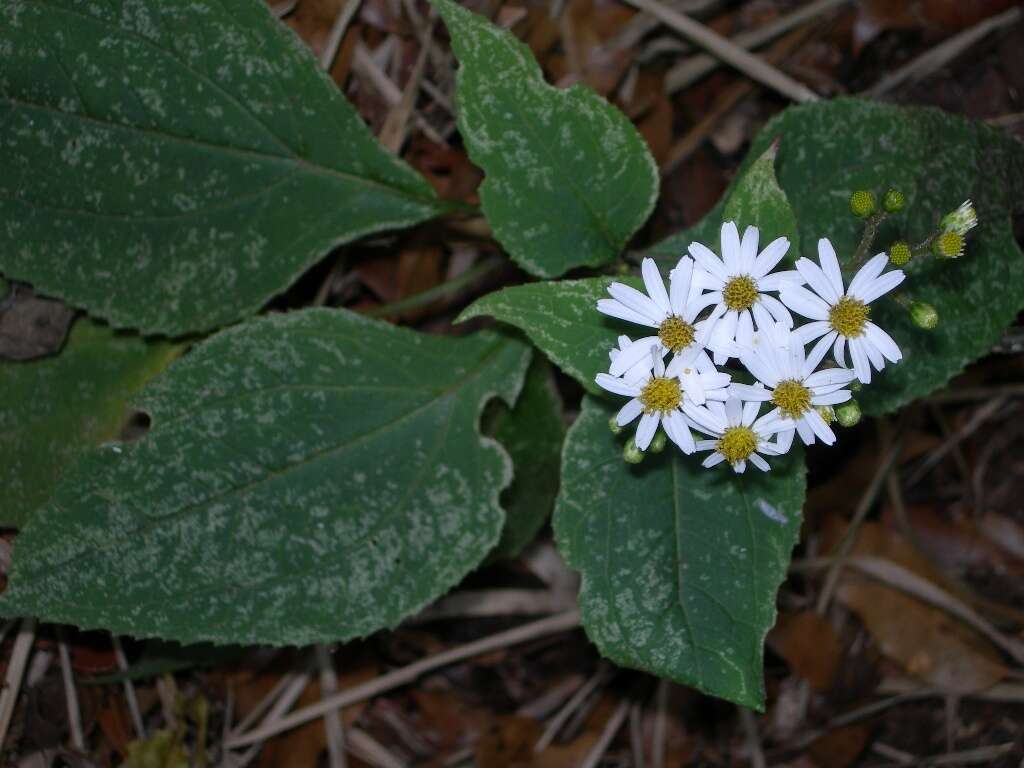 Image of Schistocarpha longiligula Rydb.