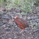 Image of Coturnix delegorguei delegorguei Delegorgue 1847