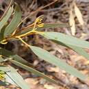 Image de Eucalyptus eremophila (Diels) Maiden