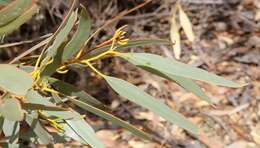 Imagem de Eucalyptus eremophila (Diels) Maiden