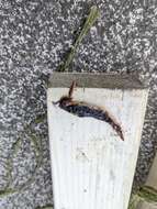 Image of New Zealand flatworm