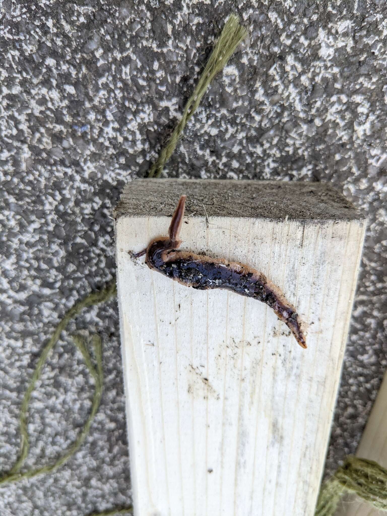 Image of New Zealand flatworm