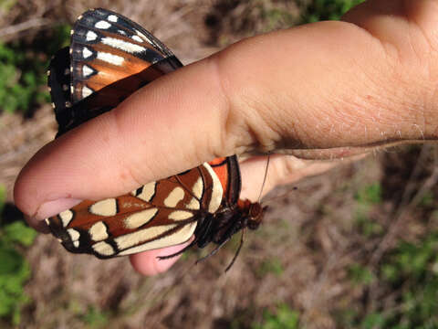 Image de Speyeria idalia Drury 1773