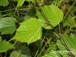 Image of Rubus lambertianus var. glandulosus Cardot