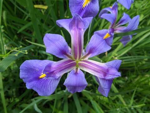 Image of giant blue iris