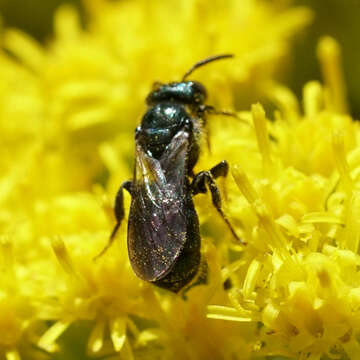 Image de Ceratina calcarata Robertson 1900