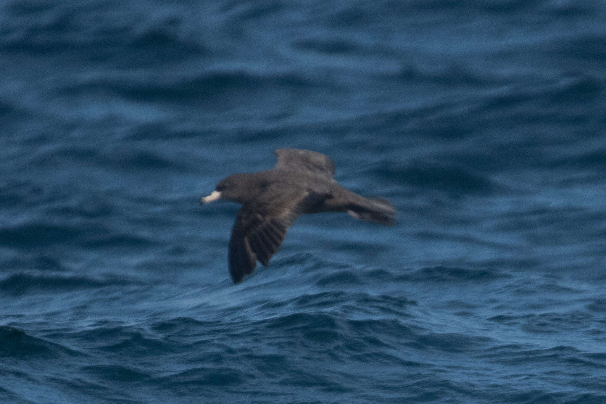 Image of Flesh-footed Shearwater