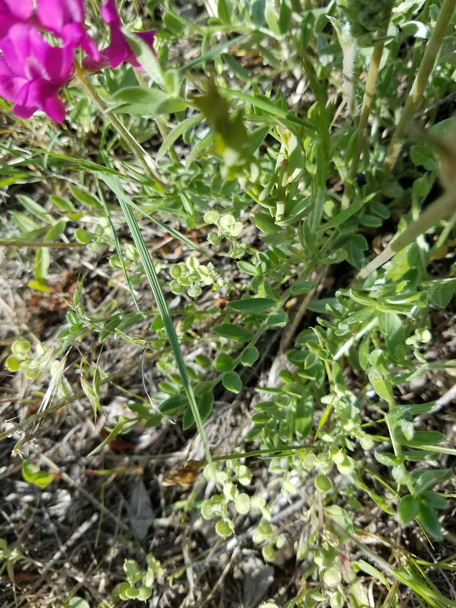 Image of Purple Locoweed