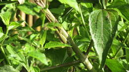 Image of Jacare Anole