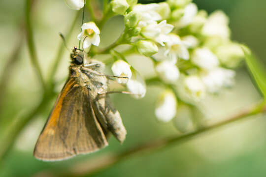 Image of Tawny-edged Skipper