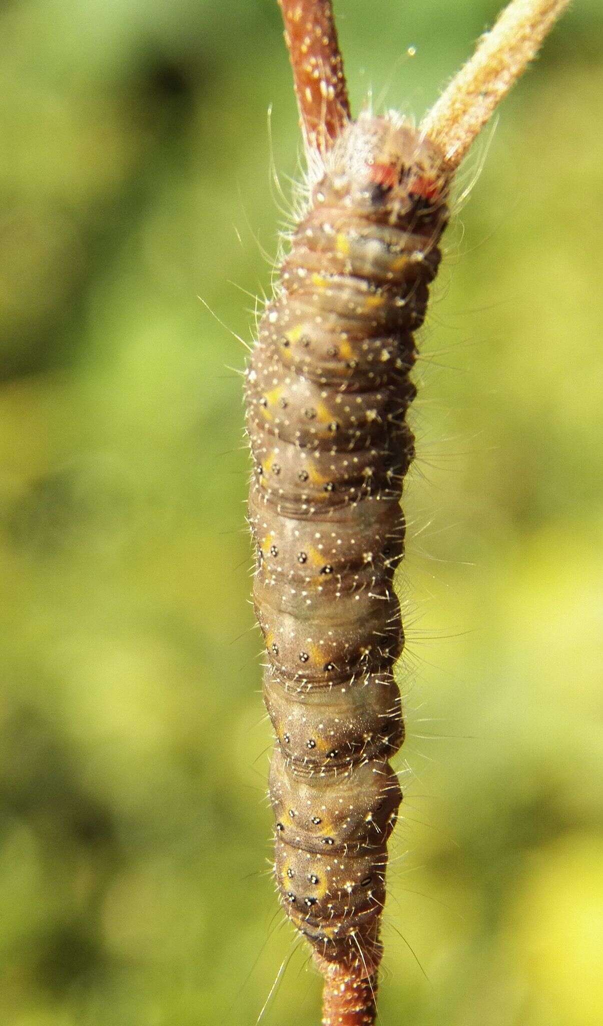 Image of Birch Dagger Moth