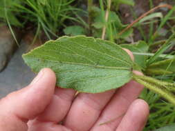 Image of Hibiscus saxatilis J. M. Wood & Evans