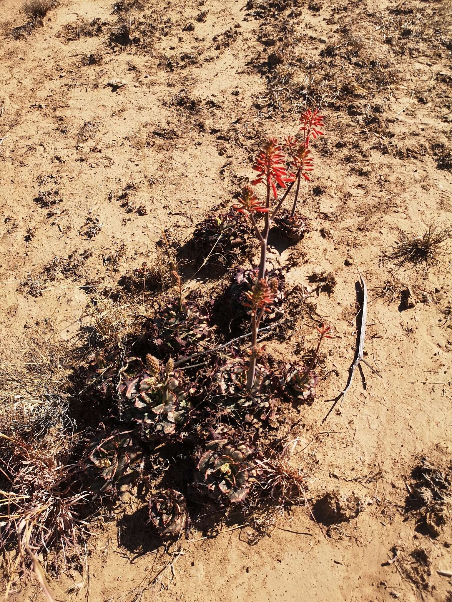 Aloe grandidentata Salm-Dyck resmi