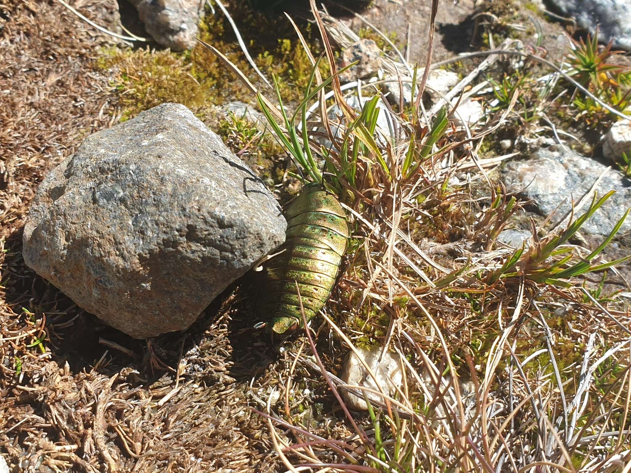 Image of Alpine metallic cockroach