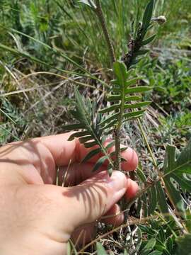 Image of Klasea radiata (Waldst. & Kit.) A. & D. Love