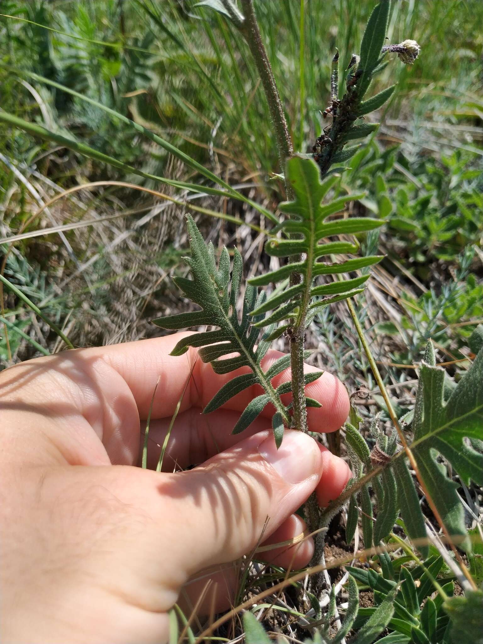 صورة Klasea radiata (Waldst. & Kit.) A. & D. Love