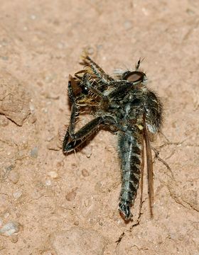 Image of <i>Dysmachus trigonus</i>