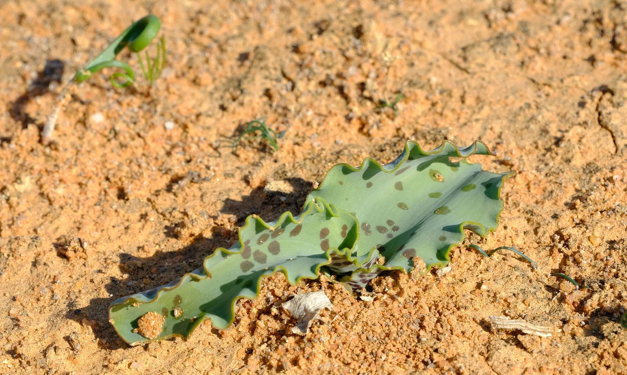 Image of Lachenalia undulata Masson ex Baker