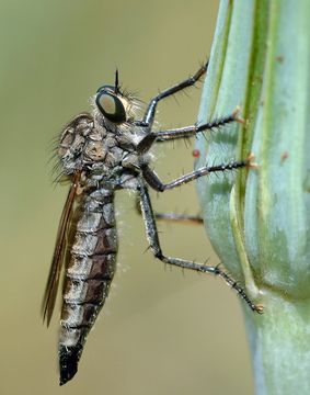 Image of <i>Dysmachus trigonus</i>