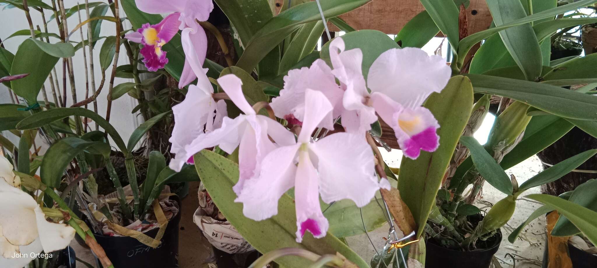 Imagem de Cattleya trianae Linden & Rchb. fil.