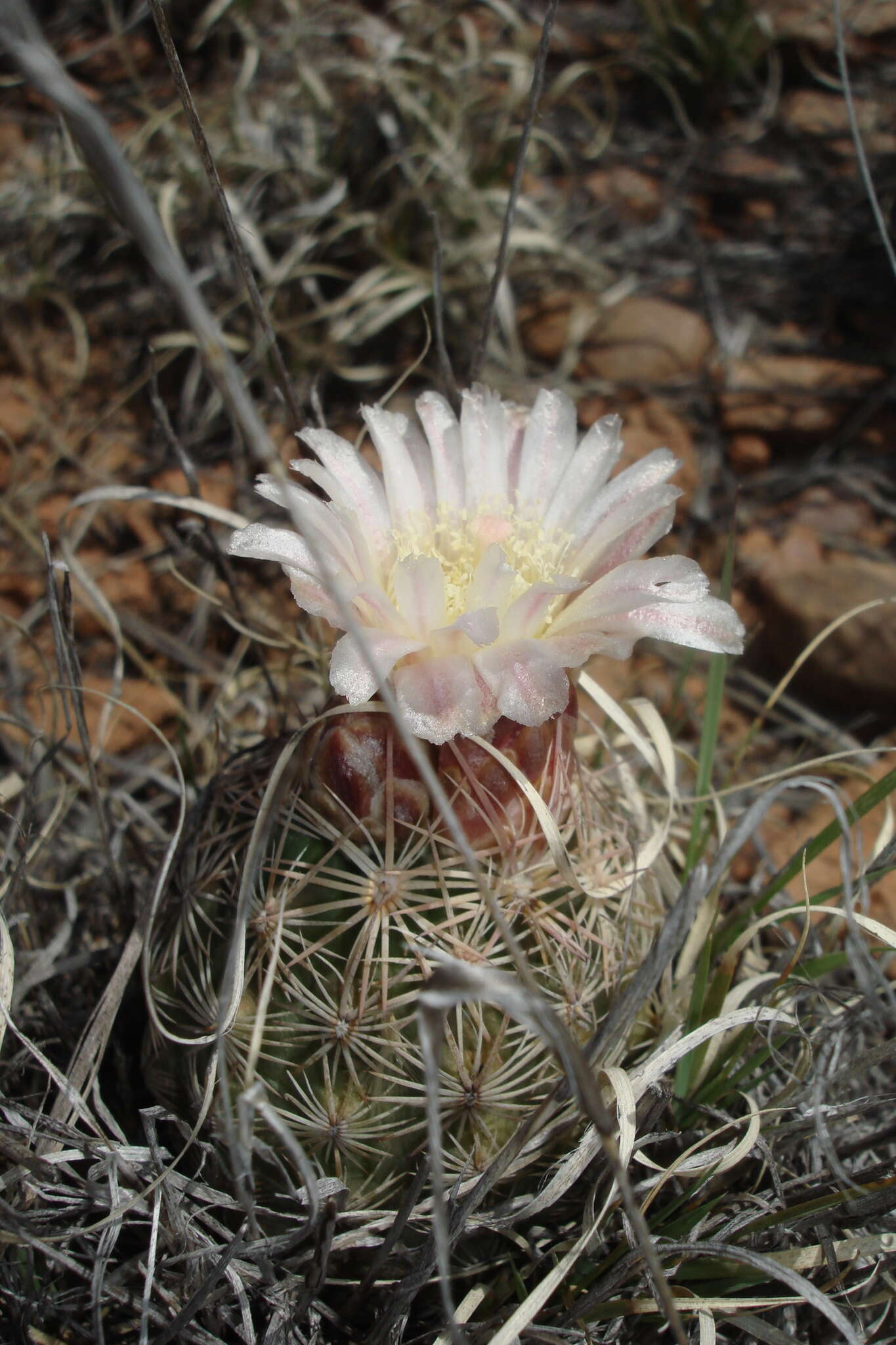 Image of White Butterfly Cactus