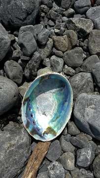 Image of blackfoot paua