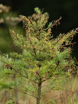 Image of Contarinia pseudotsugae Condrashoff 1961