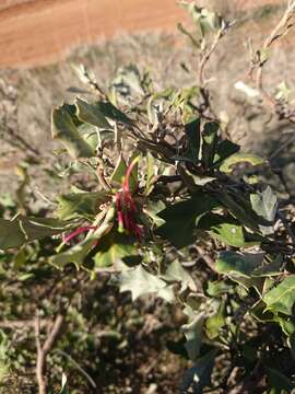 Image of Grevillea ilicifolia subsp. ilicifolia