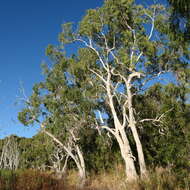 Image de Melaleuca leucadendra (L.) L.