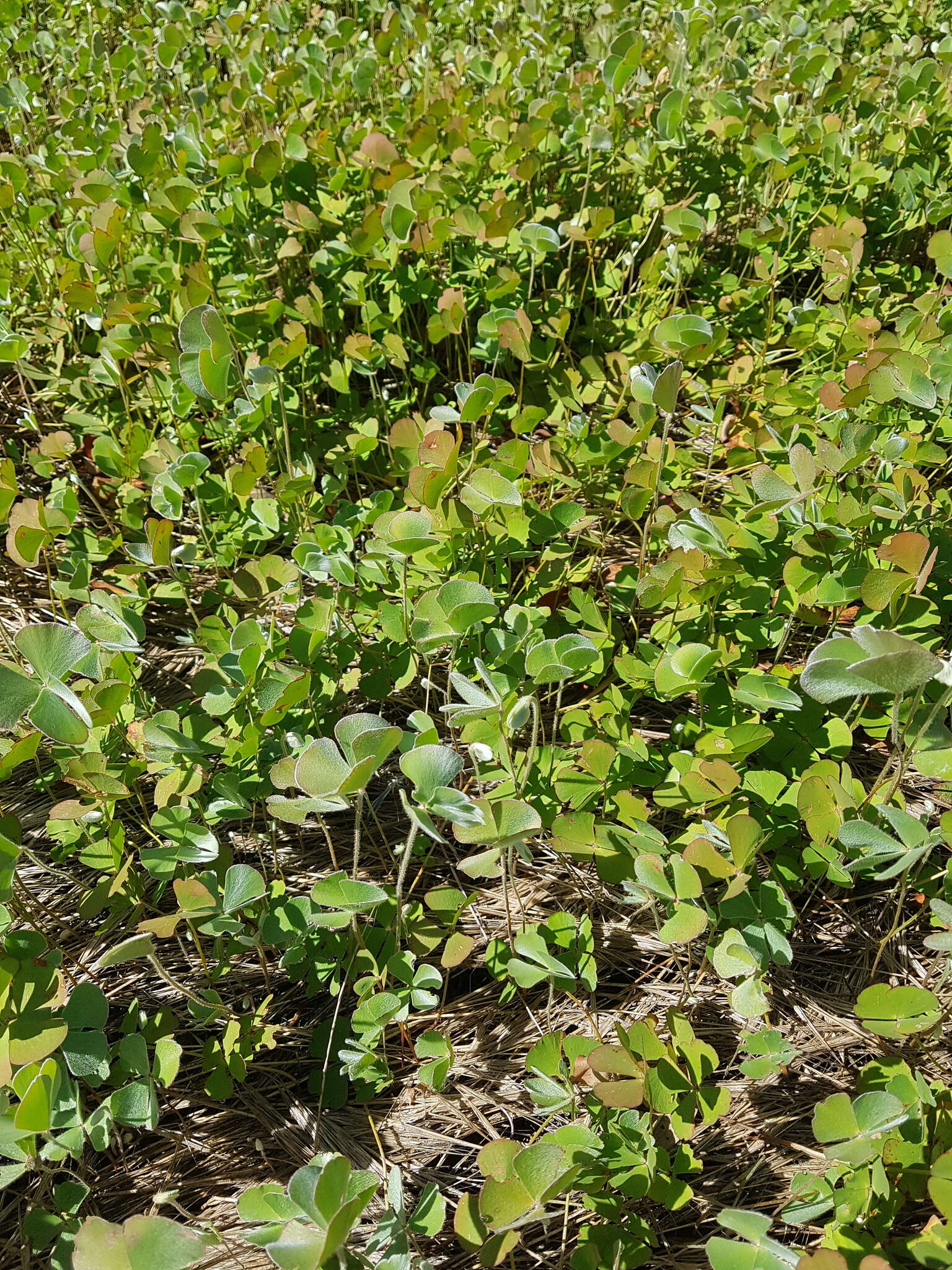 Imagem de Marsilea drummondii A. Br.