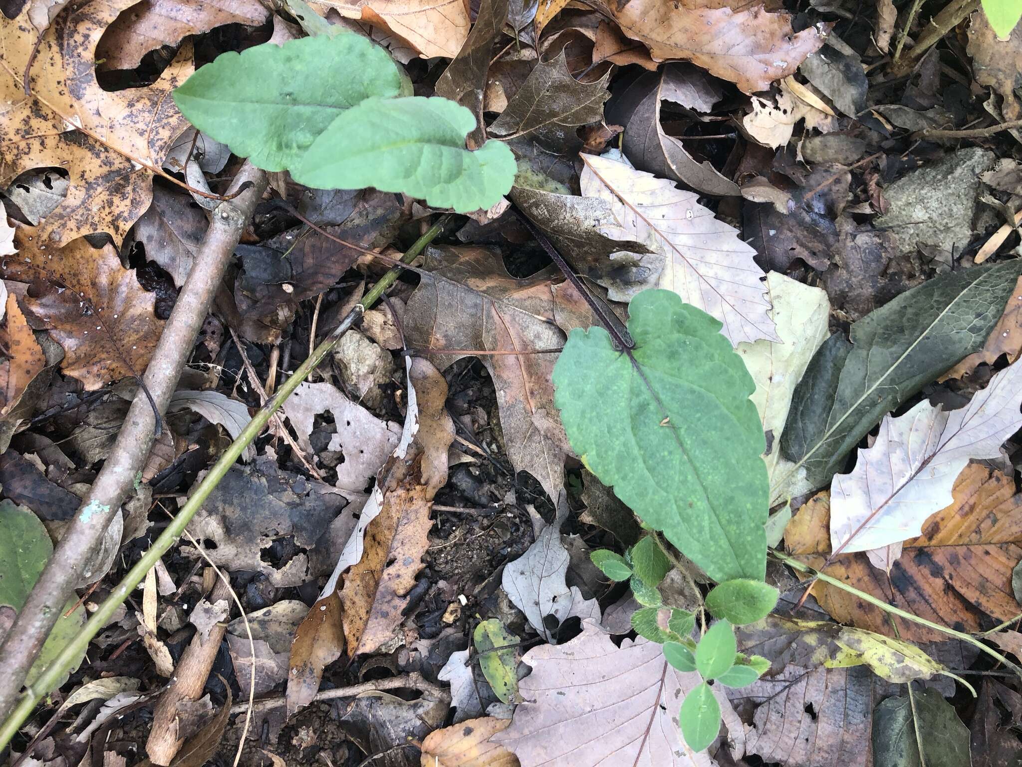 Plancia ëd Symphyotrichum shortii (Lindl.) G. L. Nesom