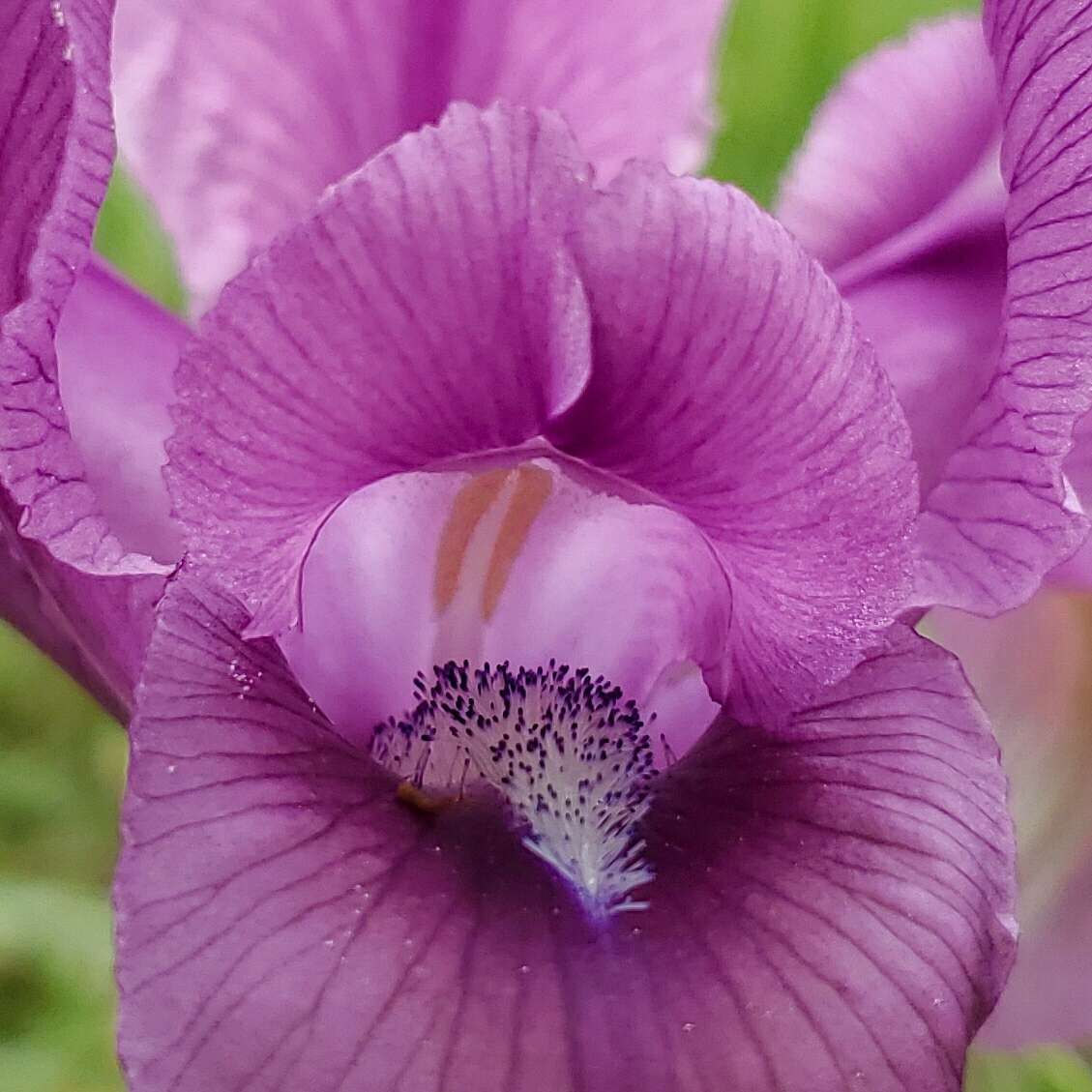 Image of Iris barnumiae Foster & Baker