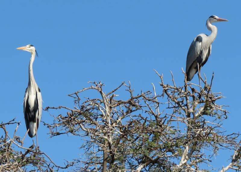 Image of Ardea cinerea cinerea Linnaeus 1758