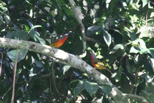 Image of Fiery-breasted Bush Shrike