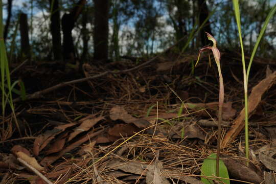 Image of Common wasp orchid