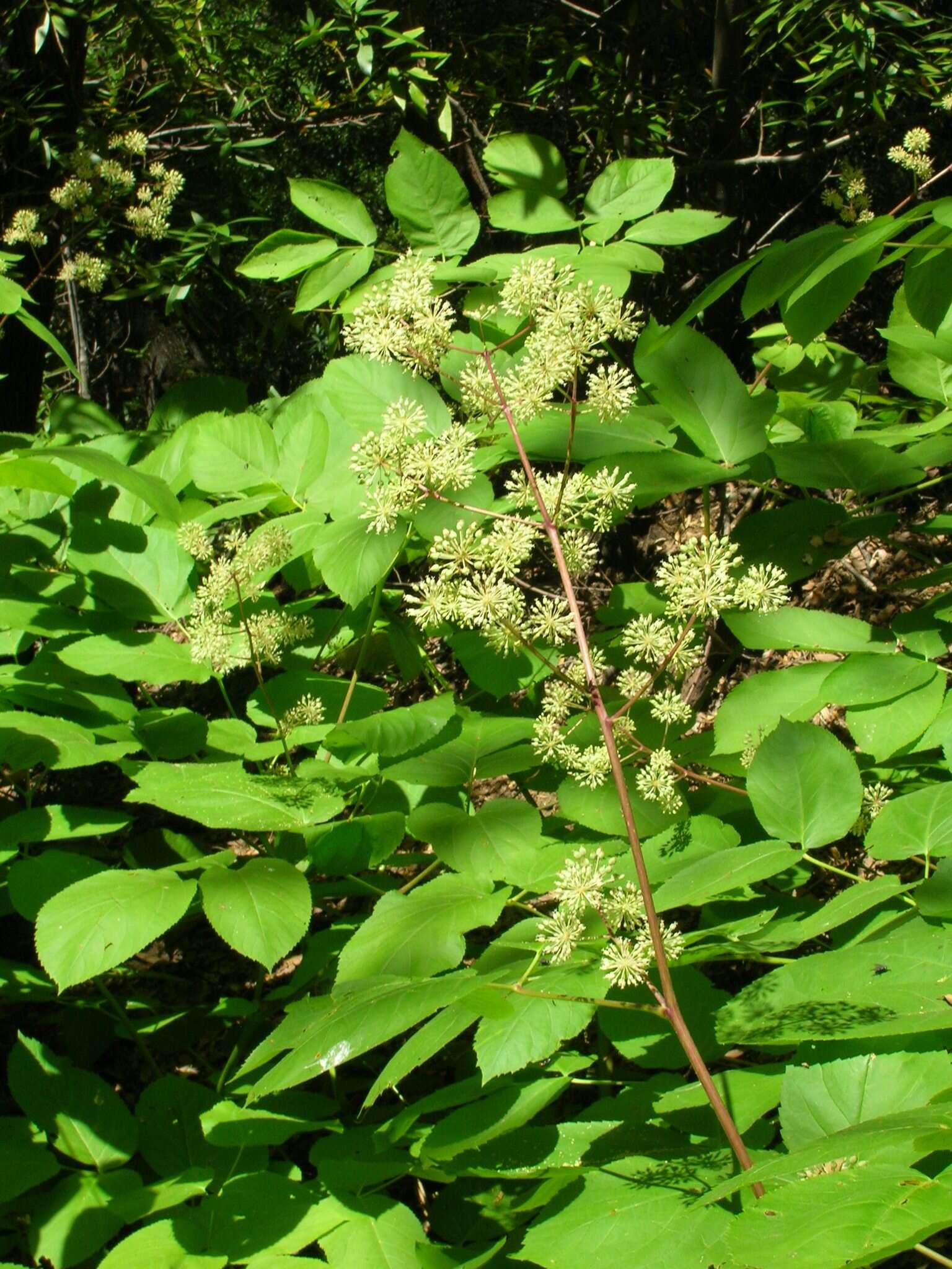 Image of California spikenard