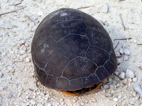 Imagem de Deirochelys reticularia reticularia (Latreille 1801)