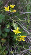 Image de Sisymbrella aspera (L.) Spach